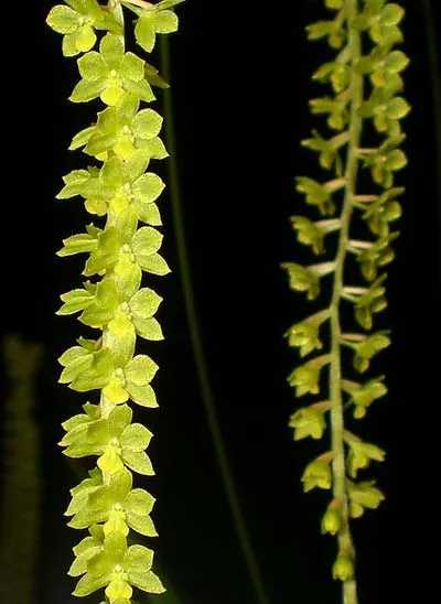 Dendrochilum filiforme