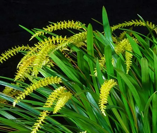 Dendrochilum javieri