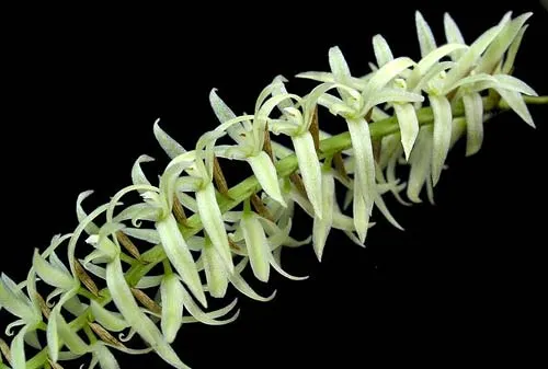 Dendrochilum yuccaefolium