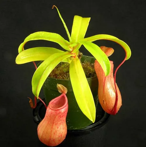 Nepenthes ventricosa