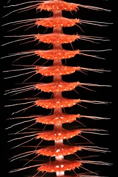 Oberonia setigera