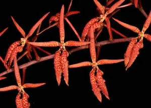 Renanthera matutina