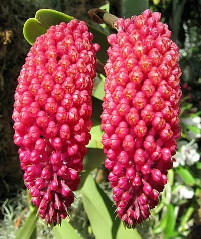 Robiquetia cerina