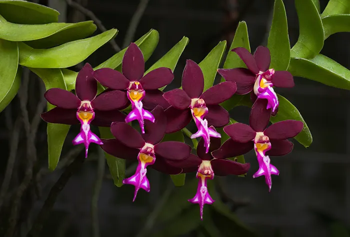 Trichoglottis atropurpurea