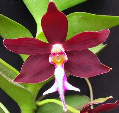 Trichoglottis philippinensis
