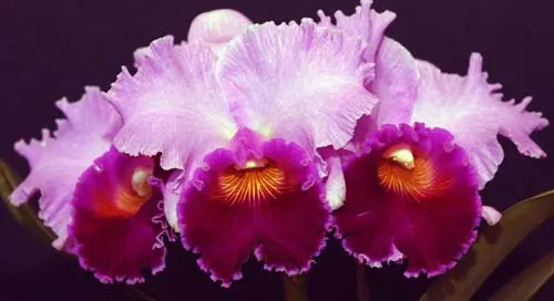 Laeliocattleya Bonanza Queen 'Panamint'
