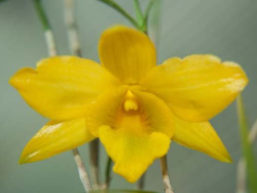 Dendrobium hancockii