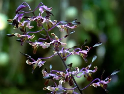 Dendrobium Milo x Dendrobium Tosons var. Blue