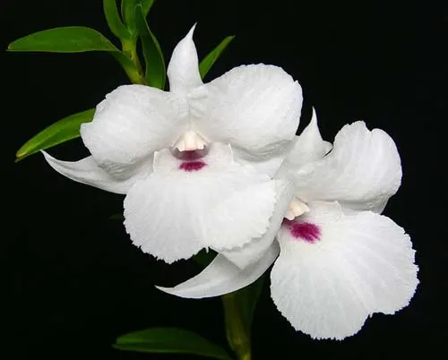 Dendrobium parthenium