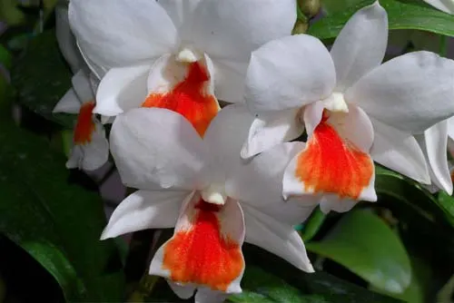 Dendrobium Roongkamol Vejvarut