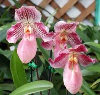 Paphiopedilum micranthum x fairieanum