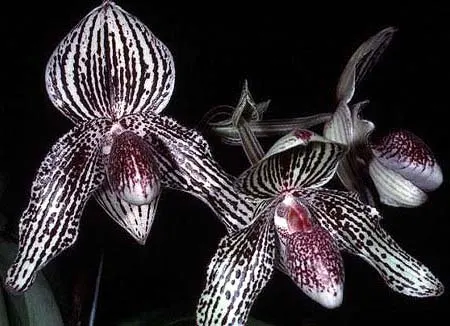 Paphiopedilum rothschildianum x bellatulum