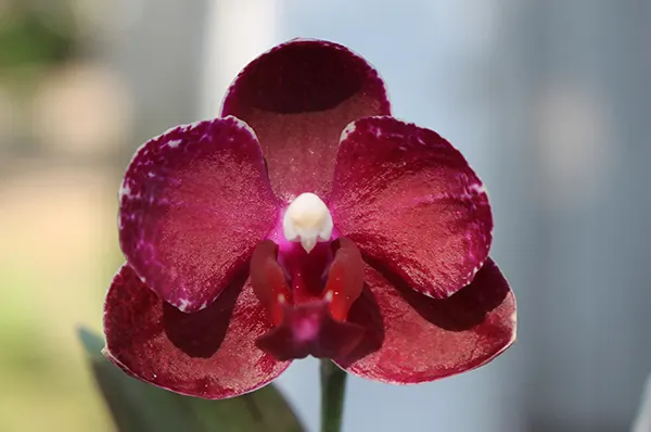 Phalaenopsis Chingruey's Fancy 'Red Wine'