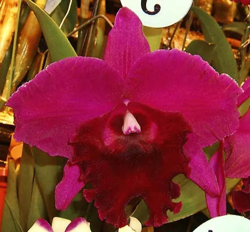 Rhyncattleanthe Guanmiau City 'Black Ruby'