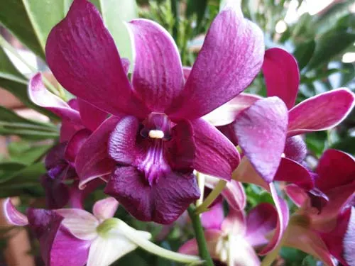 Dendrobium siriratana x Burana Angel 'Grape Fairy'