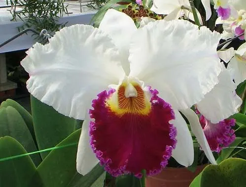 Brassolaeliocattleya Chian Tzy Lass