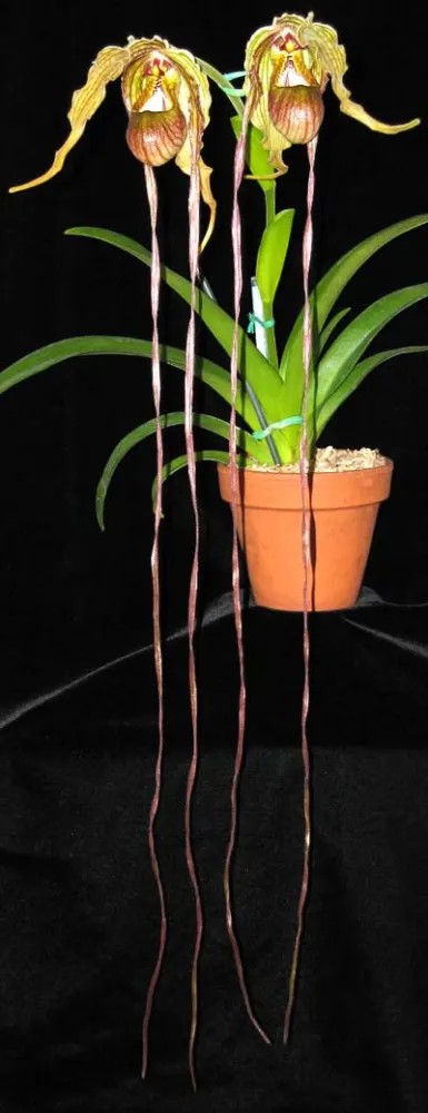 Phragmipedium popowii