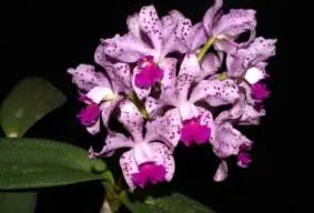 Cattleya amethystoglossa 'Multiflora'