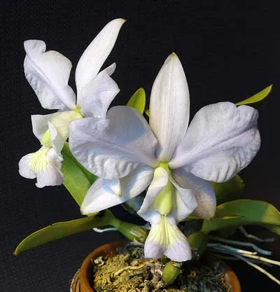 Cattleya nobilior (coerulea x coerulensis)