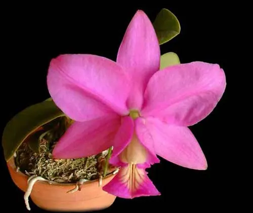 Cattleya nobilior (rubra x coerulea)