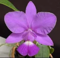 Cattleya walkeriana ('Cambara' x 'Bertona')