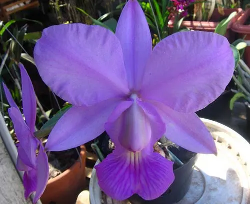 Cattleya walkeriana ('Cambara' x 'Feitico de Goias')