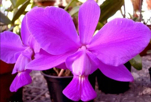 Cattleya walkeriana ('Show' x 'Sucesso')