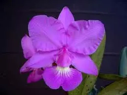 Cattleya walkeriana (dark color x 'Cambara')