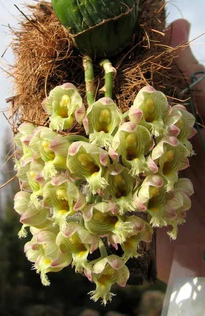 Clowesia warscewiczii