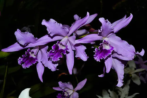 Laelia lobata (coerulea x alba) x (coerulea)