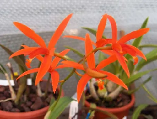 Laelia mirandae