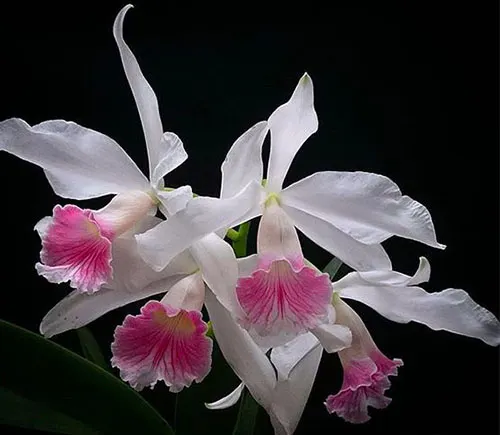 Laelia purpurata (carnea x delicata)