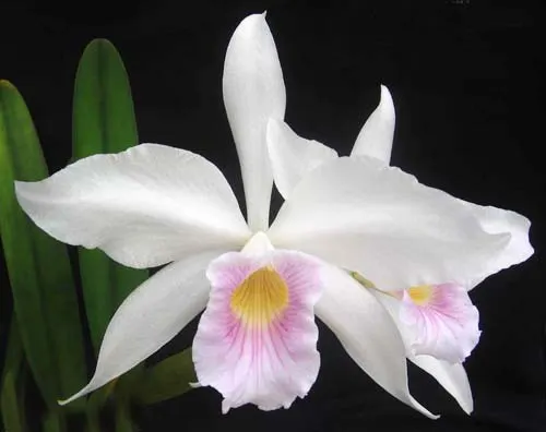 Laelia purpurata (russeliana x russeliana)