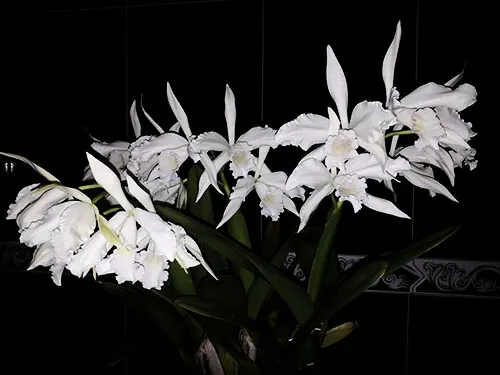 Laelia purpurata alba x alba