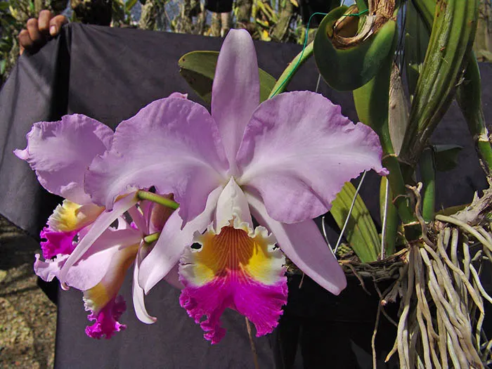 Cattleya mendelii (Colombia)