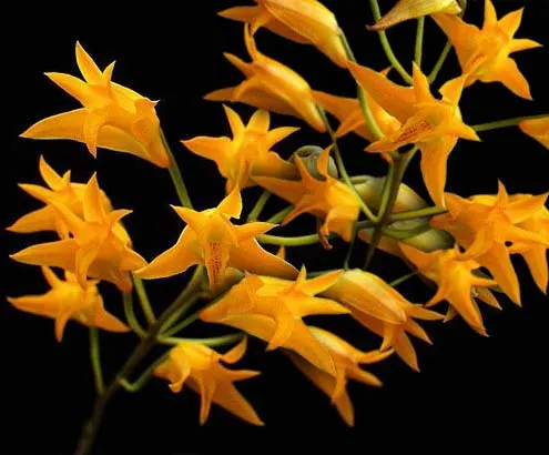 Bifrenaria aureofulva