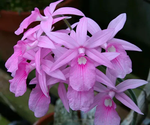 Calanthe rosea