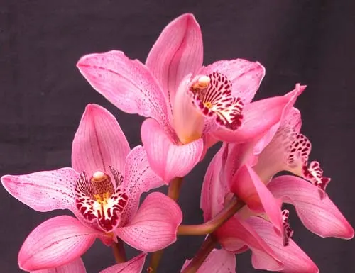 Cymbidium Rocky Creek 'Pebbles'