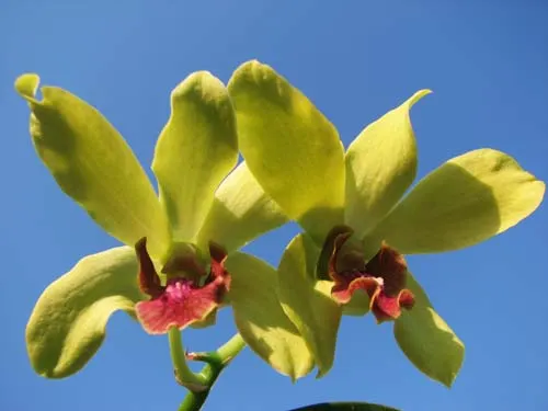 Dendrobium Airy Gold Spread