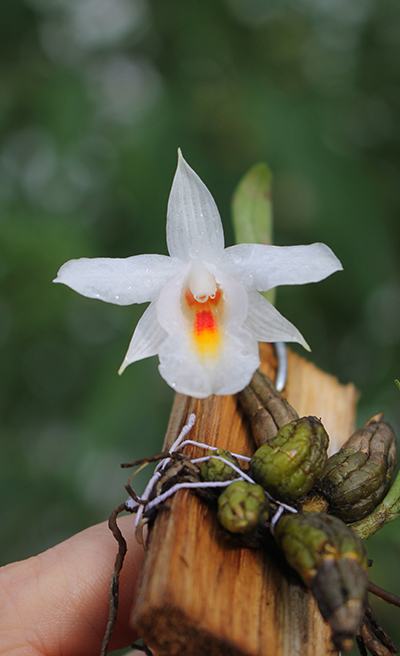 Dendrobium bellatulum