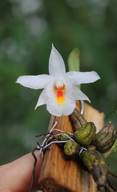 Dendrobium bellatulum