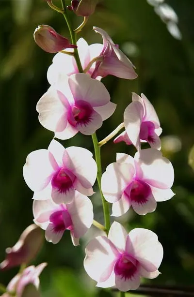 Dendrobium Chao Praya Gem