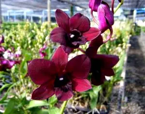 Dendrobium Red - Black