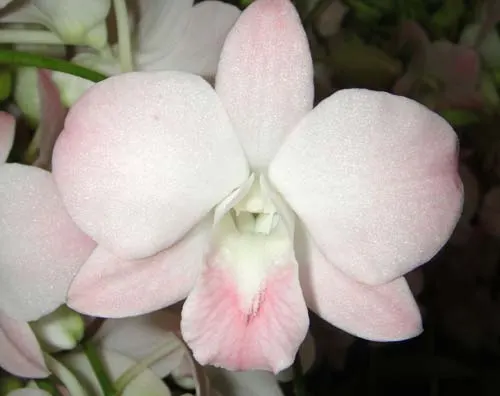 Dendrobium Visa Peach