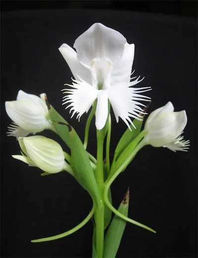 Pecteilis susannae