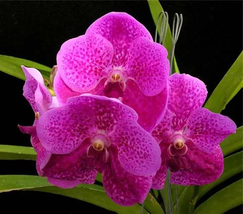Vanda Ratchaburi Delight