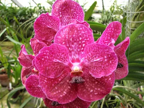 Vanda Rayong Pink