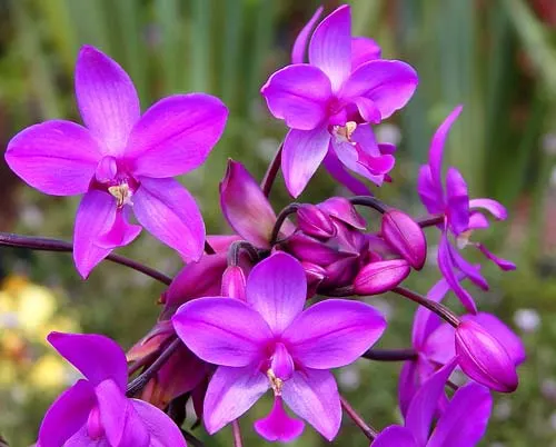 Spathoglottis Elizabeth Pink