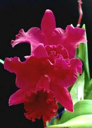 Brassolaeliocattleya Tubtim Siam 'Kultana'