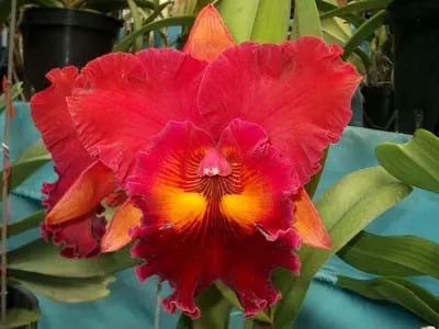 Brassolaeliocattleya Chia Lin 'New City' x Shin Fong Luohyang 'Tian Mu'